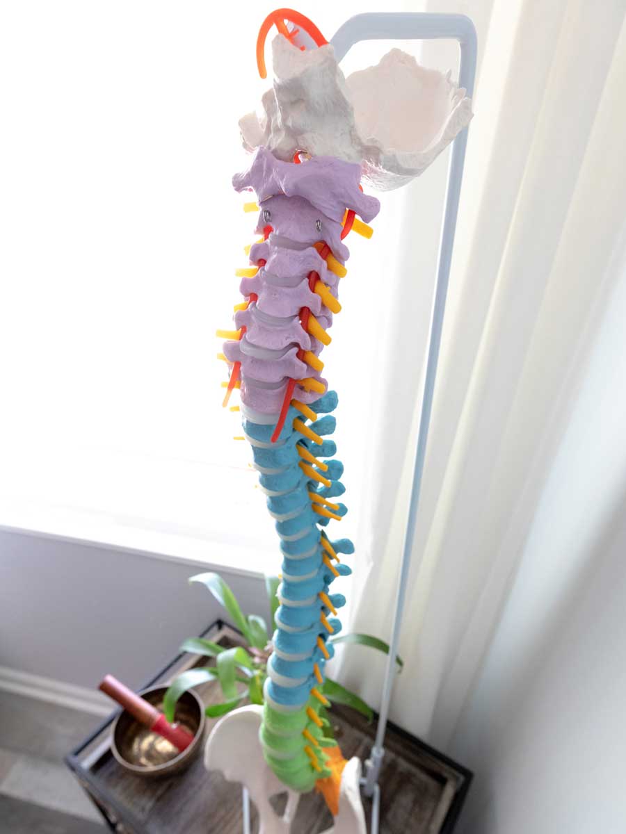 detailed model of a human spine.